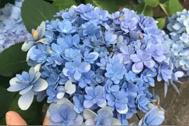绣球花塑料杯苗上盆技巧，少了关键一步，上盆容易闷根黄叶长不大图片
