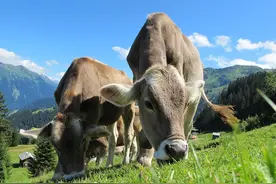 牛——军事与农业的大牲口图片