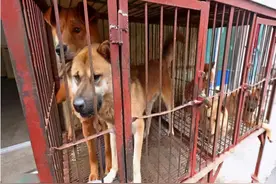 越南人一年吃掉400万只狗，马路边烤全狗，为何痴迷狗肉？​图片