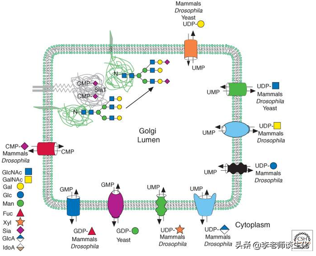 蛋白质的糖基化修饰（二）