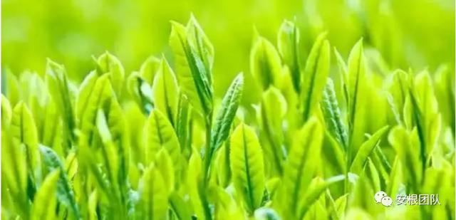 生物刺激素2：氨基酸