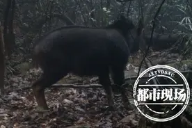 来看看“四不像”长啥样！江西五指峰自然保护区拍到珍贵影像图片