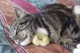 猫咪遇虚弱小鸡仔，用心照料伴它长大，如今鸡仔却这样对猫恩人！图片