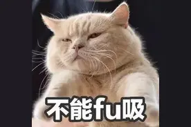 猫咪会乱尿，不只是因为发情，还可能是有其它原因。图片