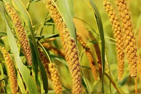 老天爷赏饭吃——资源禀赋图片