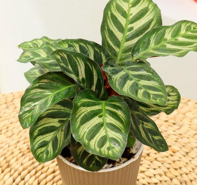 23个种类,一位比一位美丽!文末附养护亮点