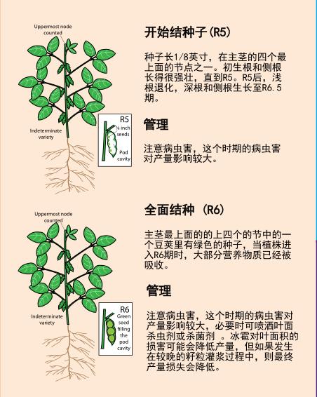大豆,黄豆,毛豆,豌豆你都分得清吗(大豆是什么豆) - 冷求网