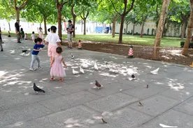 石家庄带娃喂鸽子不要只去省博了，还有一处隐藏在不远处图片