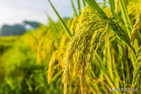 中国大米有很多种，这些大米你都吃过吗，其中最贵的原来是这种图片