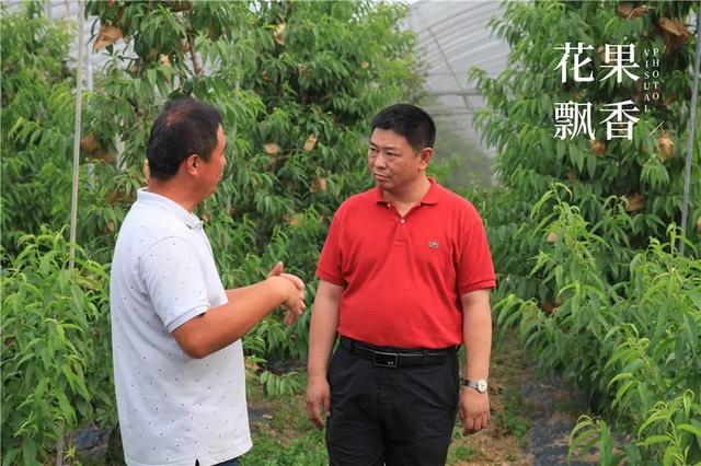 谈恋爱、听音乐、坐月子……这家果园的管理方式太奇葩