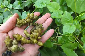 外形酷似“三七”，常用来冒充三七，殊不知本身价值也大，要珍惜图片