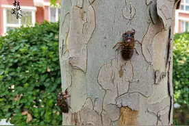 捉蝉蛹收获少，那是方法不对，掌握这几点，每晚都捉1大盘图片