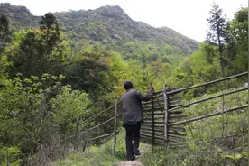 55岁汉子独守深山，喝自酿苞谷酒解闷，夜晚常有野猪敲门图片