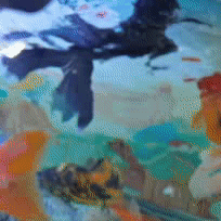 只管放心吃！照顾的事儿交给金鱼管家