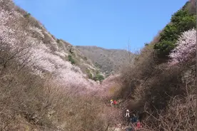 从穆家堰徒步三凤山，看这个时节最美的山桃花图片