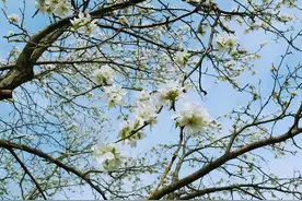 长春莲花山百年梨园4月30日免费开园！图片
