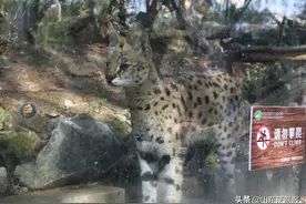 青岛市人民检察院：颠沛流离的薮猫，何以为家图片