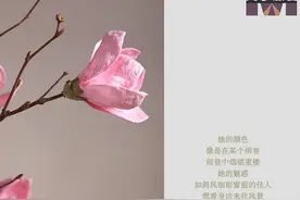 手工干花——玉兰花图片