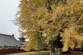 西安古观音禅寺千年银杏披金甲 游客爆满每日限流预约3000人图片