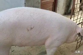 喂养母猪是繁殖猪仔赚钱还是自繁自养成肥猪合算？老农落袋为安好图片
