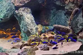 在马拉维湖见到的慈鲷，怎么这么凶？图片