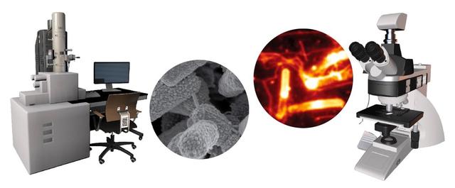 细菌纳米管是啥？真能连接细菌和哺乳动物细胞？