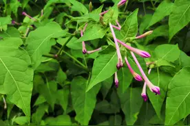 童年的“地雷花”你还记得吗？一身药效，却只在傍晚开放图片