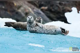 这些海豹太可爱，真想养一只图片