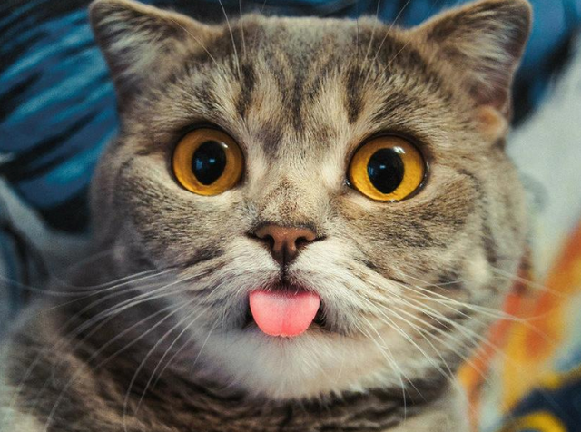 家里来猫什么预兆（老祖宗说一只猫有这些特点）