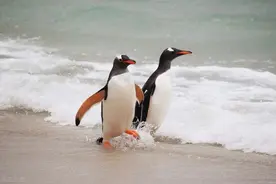 太难了！别人跑步身轻如燕，你却笨重如小企鹅？4个原因来分析图片