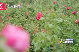 贵州这里的百亩玫瑰花田！不仅好看还很好吃图片