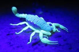 蝎子为何位居五毒之首？幼蝎食雌蝎，雌蝎食幼蝎，是否只是传闻？图片