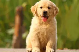 狗狗身上有寄生虫？教你一招，用上驱虫项圈，摆脱“虫子”困扰图片