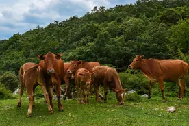 西沙东岛上为何有400多头野牛？岛是中国的，牛也一样图片