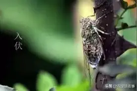 2020年的入伏日是从那天开始，一伏、二伏、三伏是怎样推算的？图片