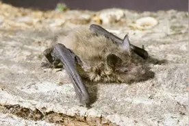 农村人叫它盐老鼠，粪便却是中药材，被称为“夜明砂”视频封面