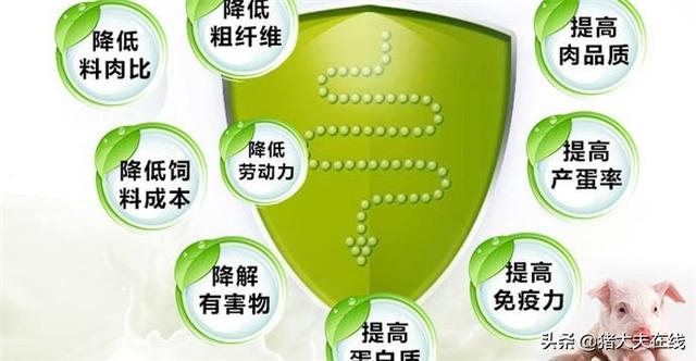 都说发酵饲料养猪好，好在哪？关于发酵饲料这些问题，你需要了解