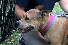 爱犬走丢4年主人苦寻无果，没想到超市购物意外在货架上相遇图片