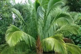 锯棕榈VS男性前列腺图片