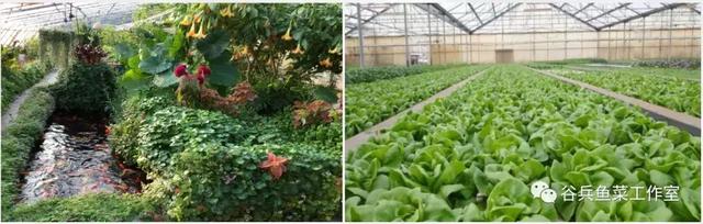 鱼菜共生的痛点—技术