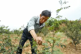 收入是去年的十倍！看河南这个村如何把花椒变成“摇钱树”图片