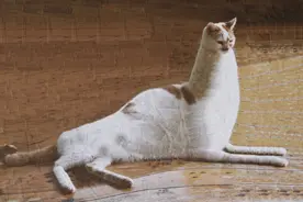 被艺术家玩坏的猫咪图片