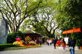 开幕啦，免费游园！多图带你欣赏柳侯公园兰花展图片