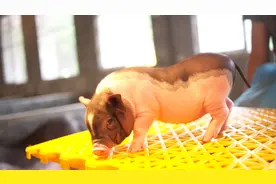 陆川猪：来自170万年的原始美味图片