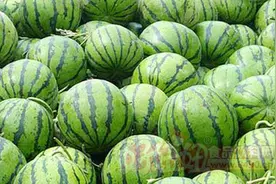 大雨过后的西瓜怎么办？图片