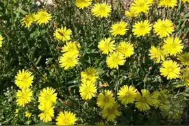 韩红《天亮了》背后的故事图片