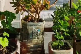 喝完饮料的瓶子不要丢，切一刀，扎三个孔，用来养花省钱又环保图片