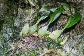 一种“石橄榄”，爱“趴”在岩石、老树上，数量稀少，是珍贵药材图片