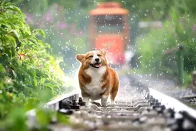 转发告知！汝州首届宠物领养日来了，快找只狗子带回家吧～图片