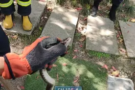 当心！有蛇出没！图片